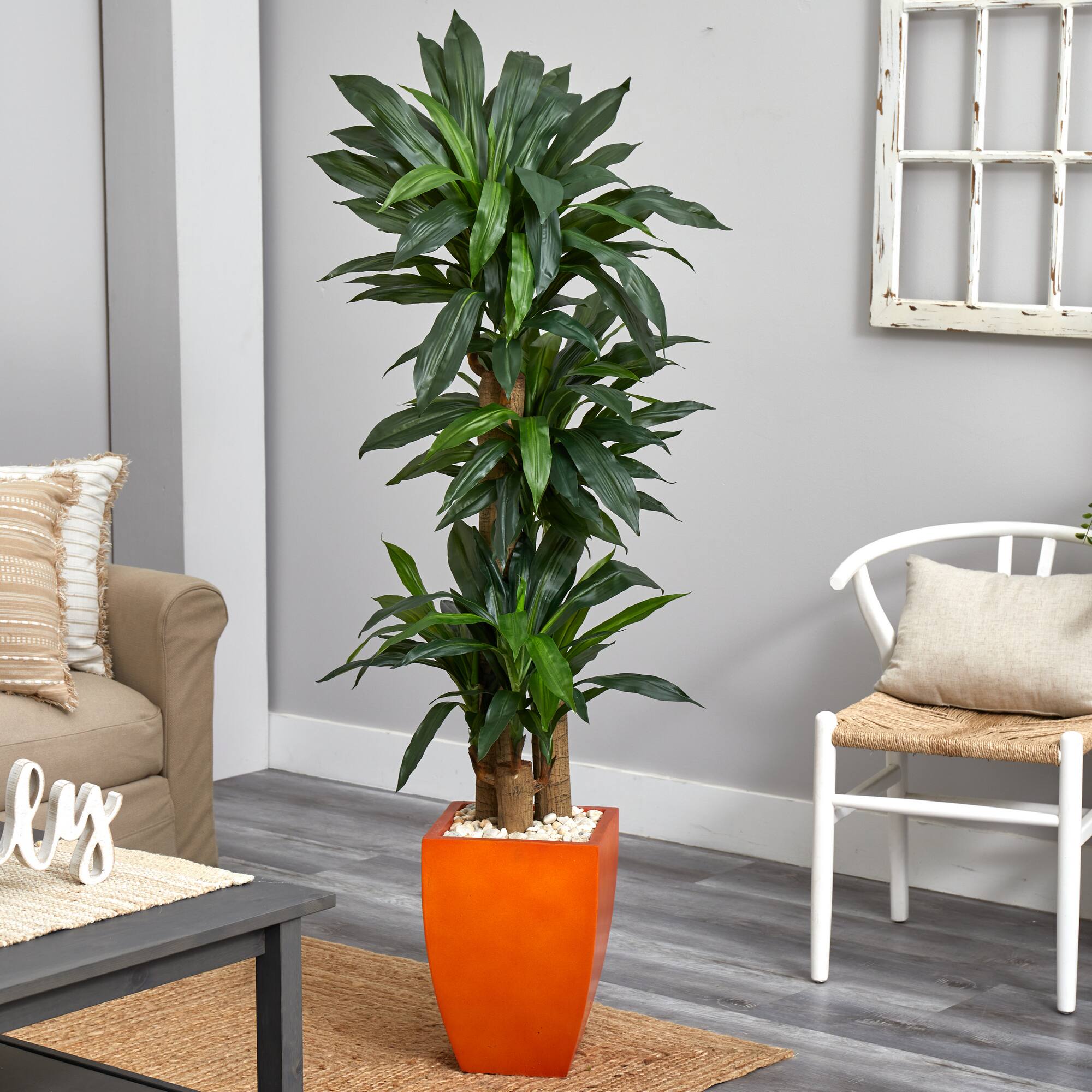 5.5ft. Dracaena Plant in Orange Planter